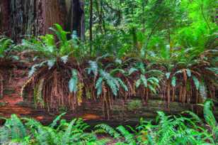 Ferns on a log-3121